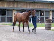 BP140425-51 - Squire Danagher